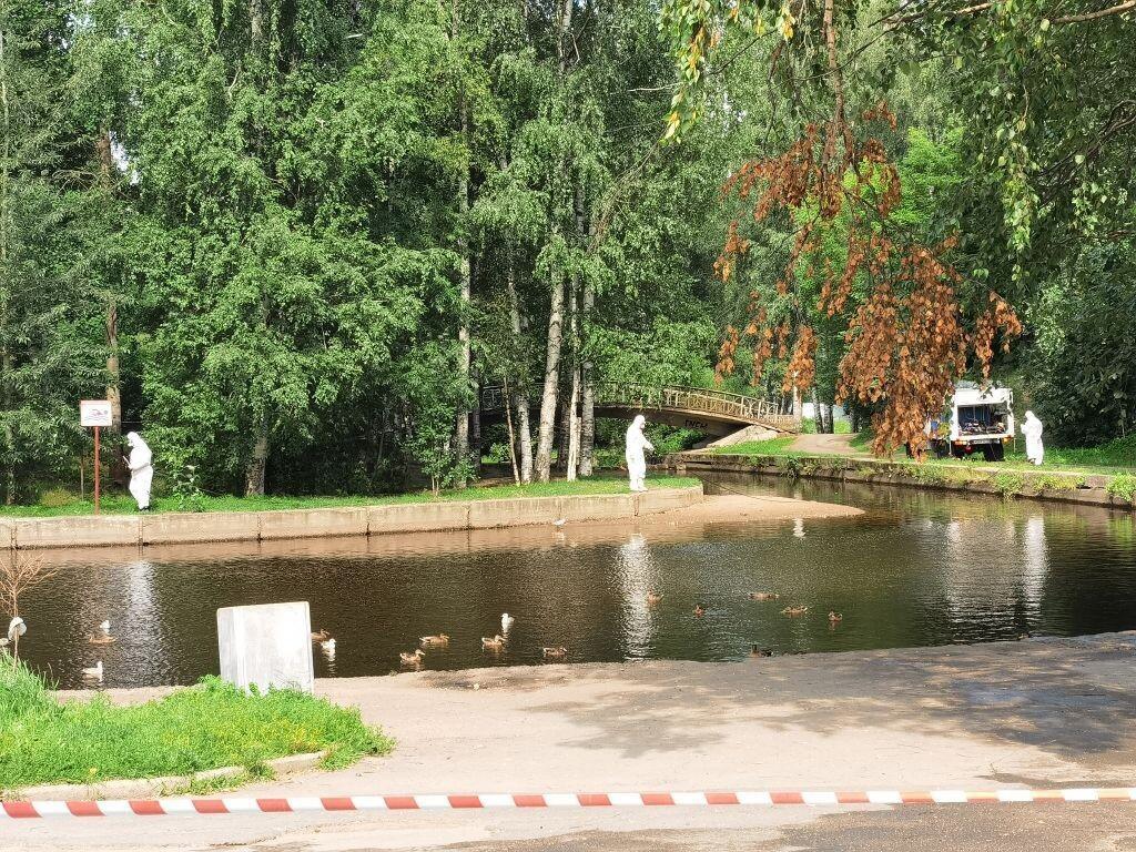 Карантин в парке Петрозаводска снят, но горожан просят там не гулять