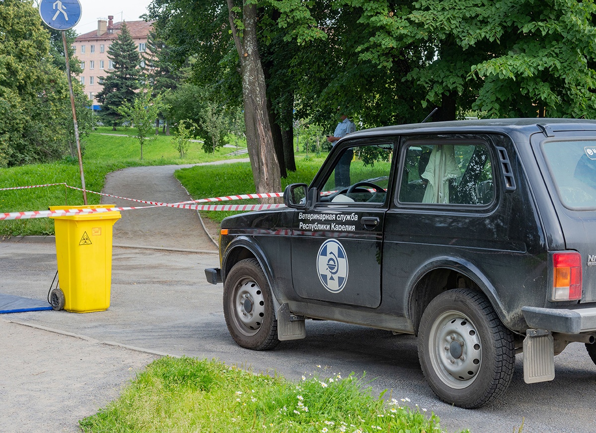 В Карелии отменили карантин по птичьему гриппу | 08.08.2023 | Новости  Петрозаводска - БезФормата