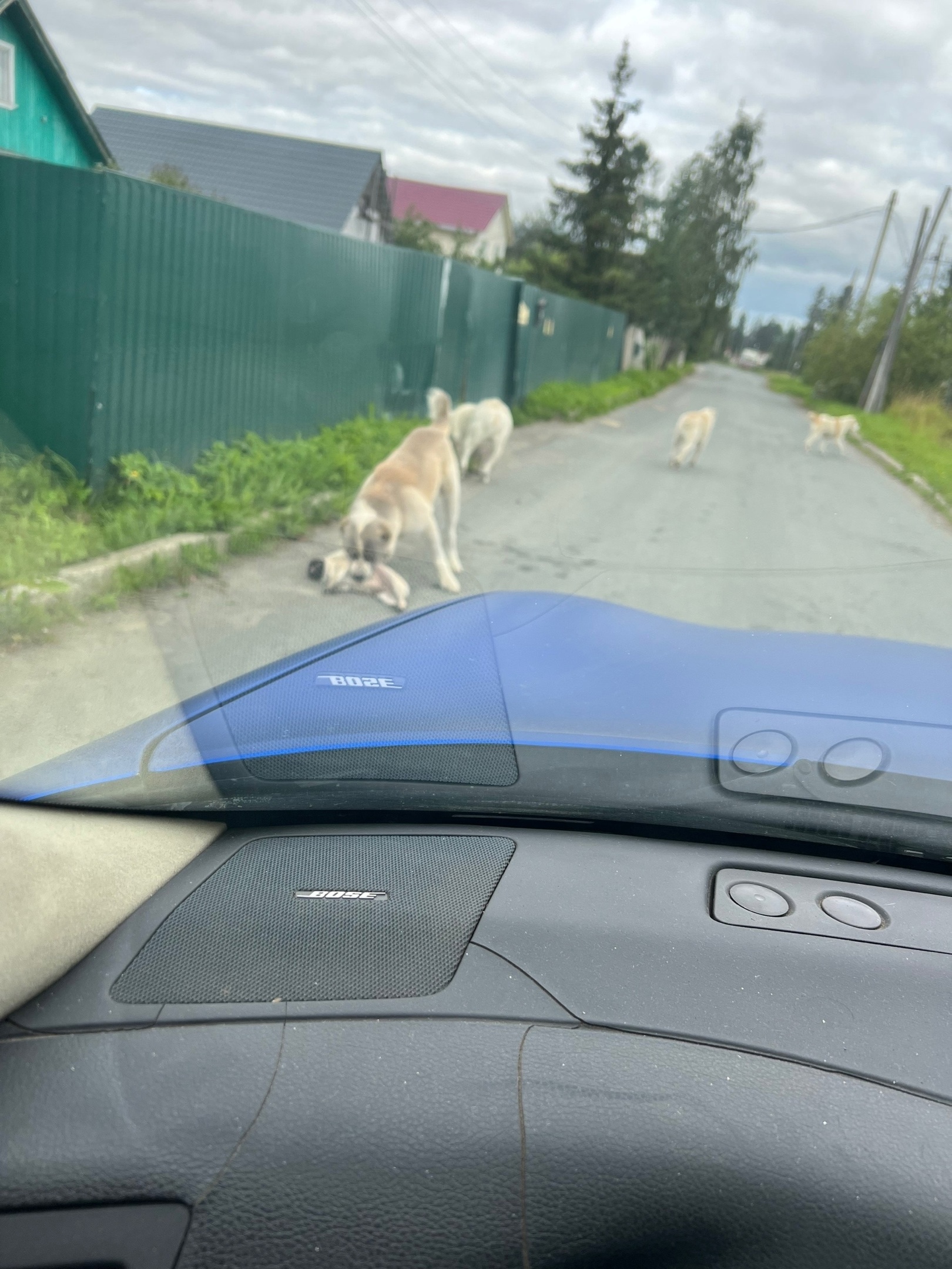 В карельском поселке алабаи снова сбежали и загрызли маленькую собачку