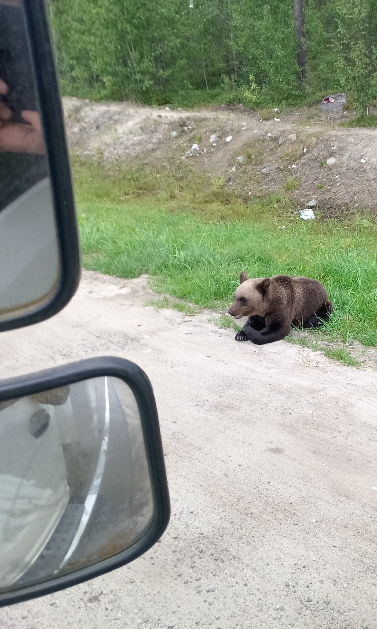 Встреча с медведем в Карелии