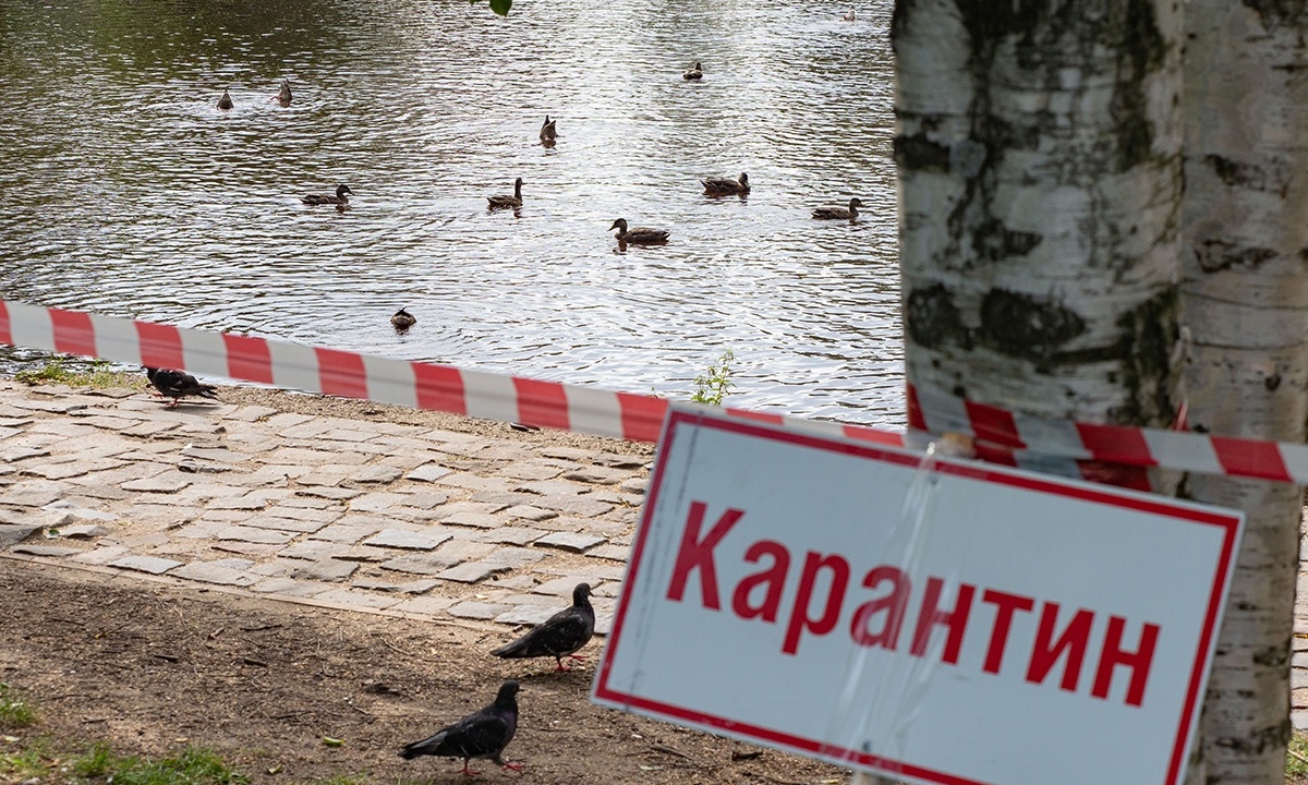 В Финляндии уничтожат более 50 тысяч зверей из-за птичьего гриппа |  04.08.2023 | Новости Петрозаводска - БезФормата