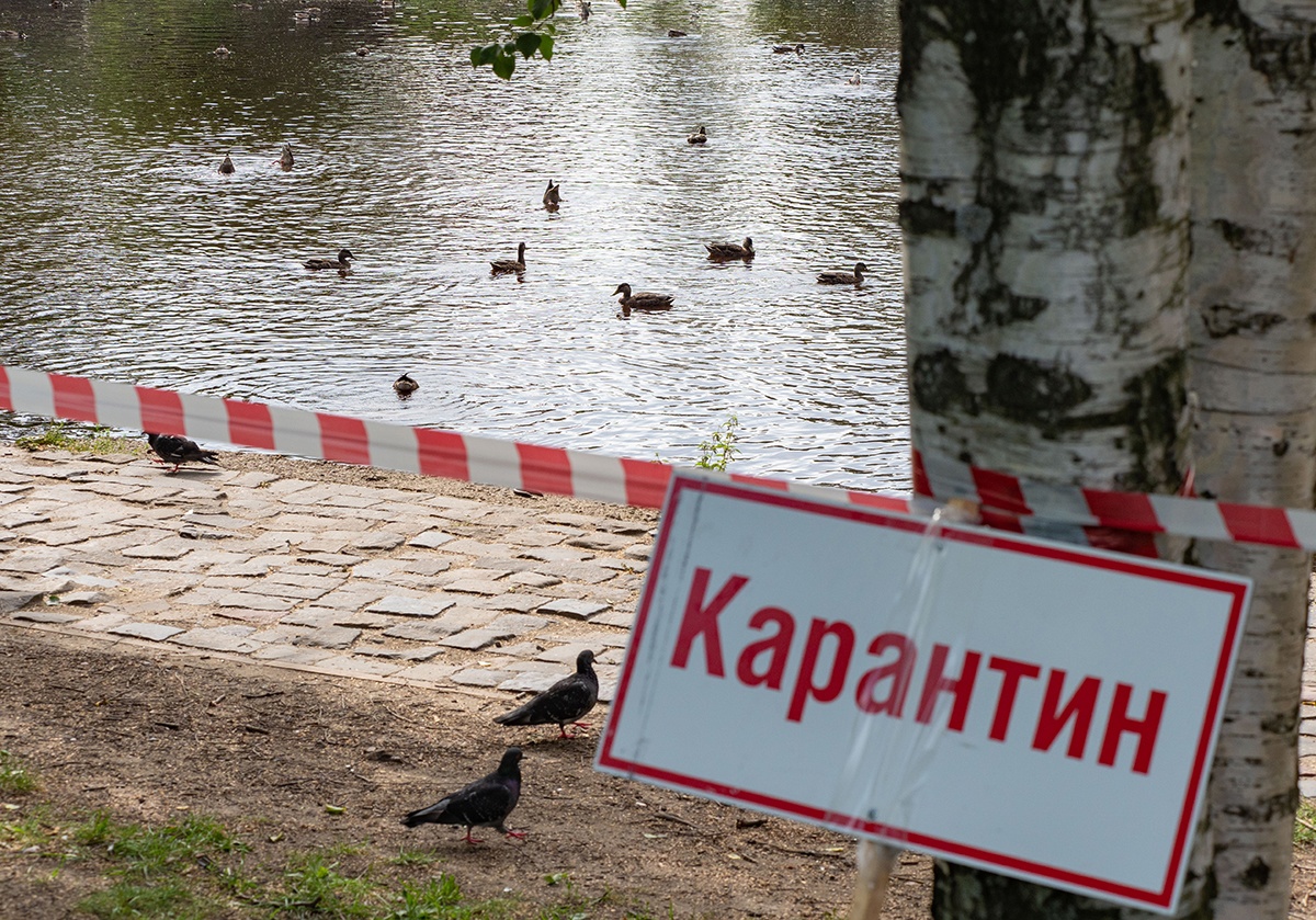 В Минсельхозе Карелии созвали экстренное совещание по птичьему гриппу |  04.08.2023 | Новости Петрозаводска - БезФормата