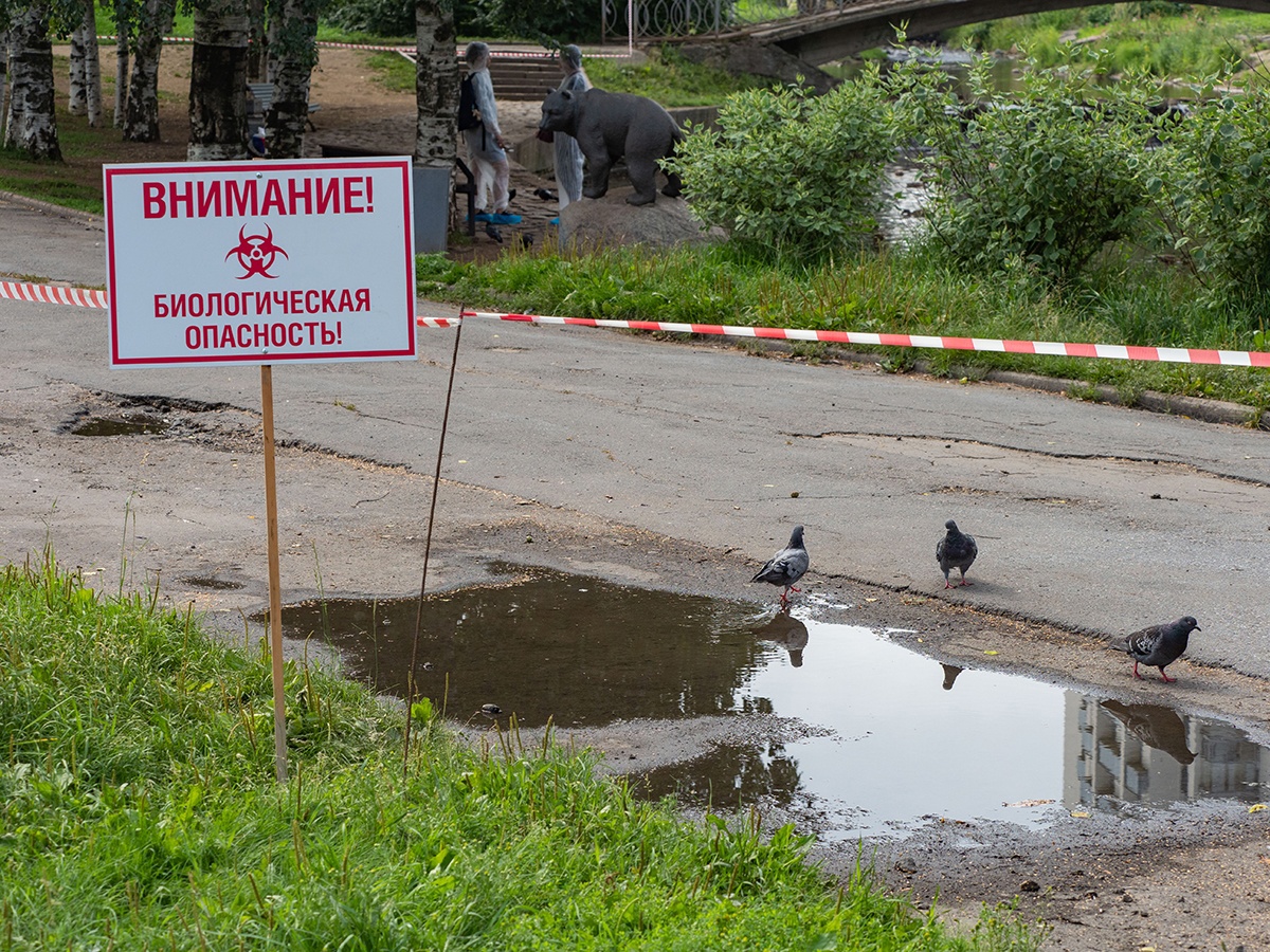 В Карелии отменили карантин по птичьему гриппу | 08.08.2023 | Новости  Петрозаводска - БезФормата