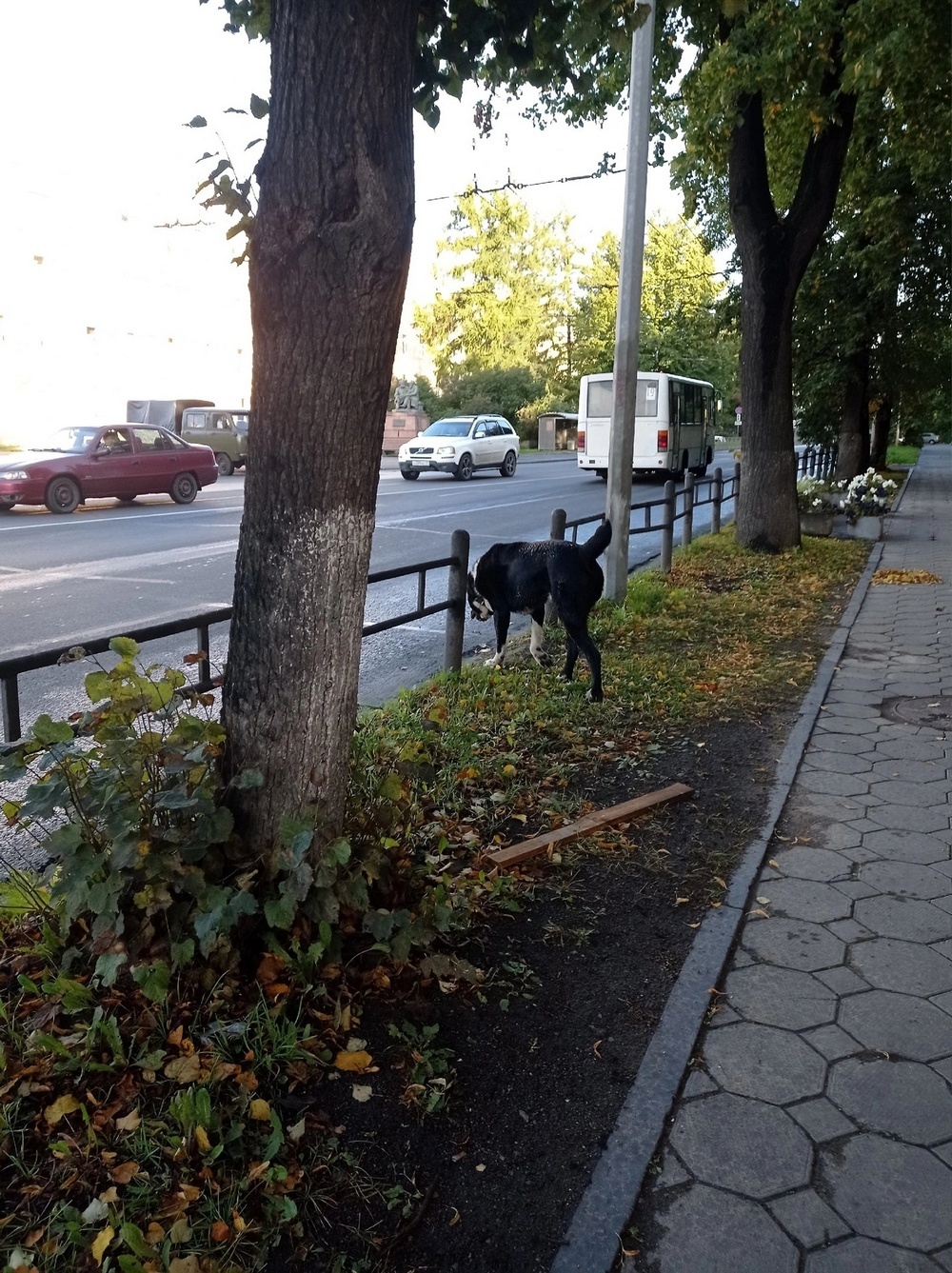 В Петрозаводске поймали опасного алабая | 06.09.2023 | Новости  Петрозаводска - БезФормата