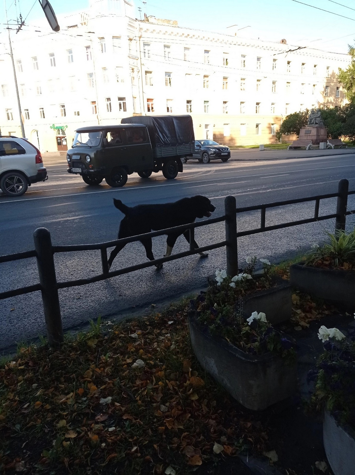 В Петрозаводске поймали опасного алабая | 06.09.2023 | Новости  Петрозаводска - БезФормата