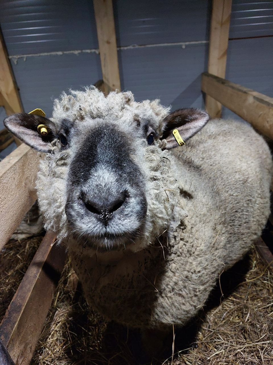 овца овцы оксфорд-даун