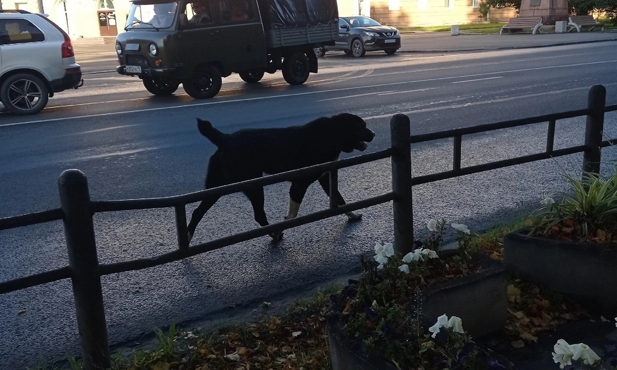 В Петрозаводске поймали опасного алабая | 06.09.2023 | Новости  Петрозаводска - БезФормата