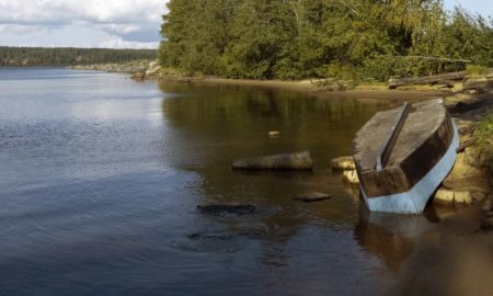 Голубика в карелии фото