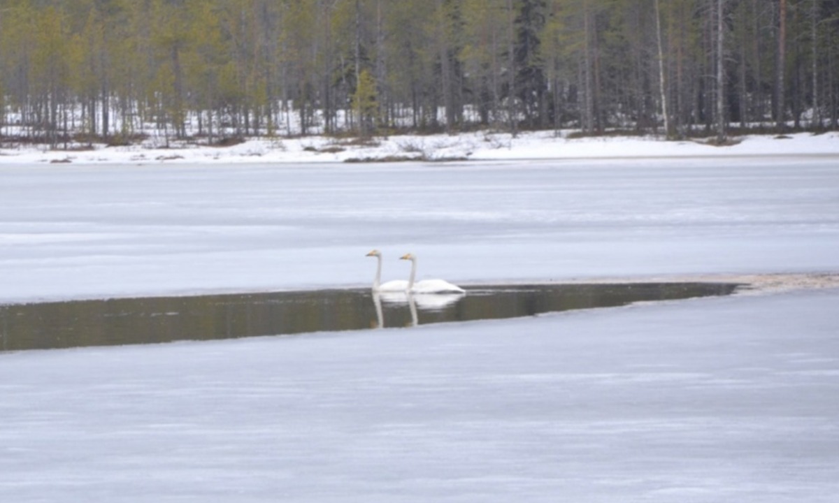 лебеди