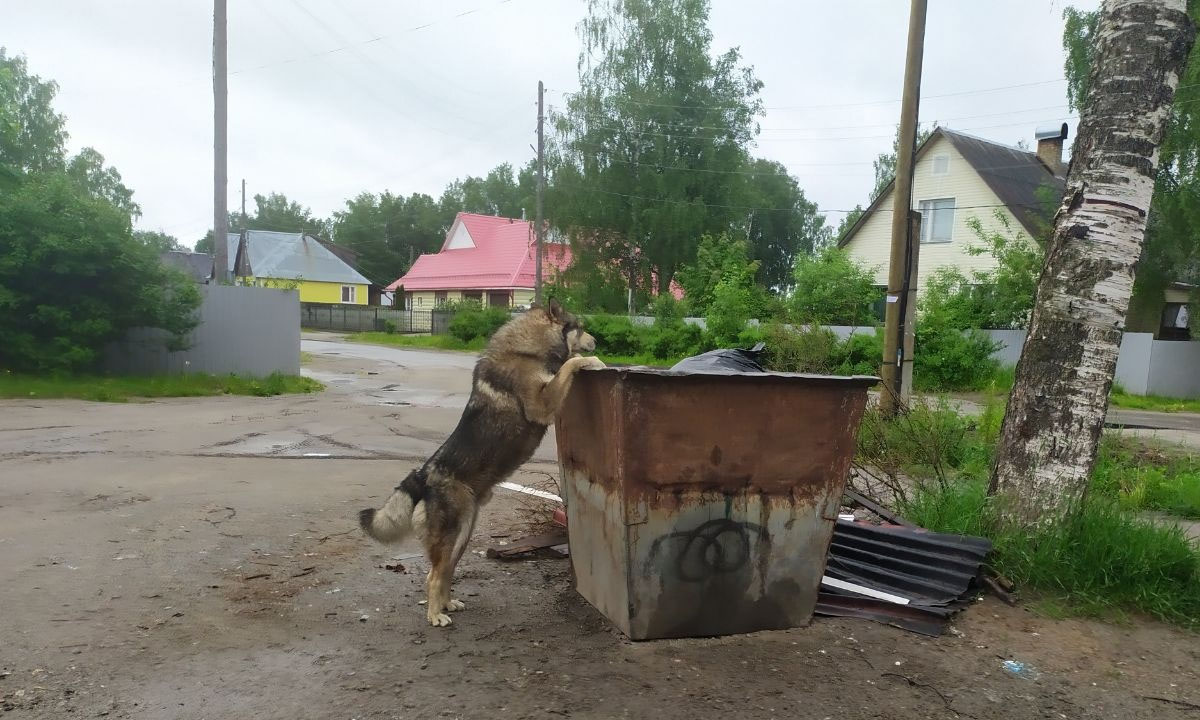 В одном из регионов разрешили убивать бездомных животных