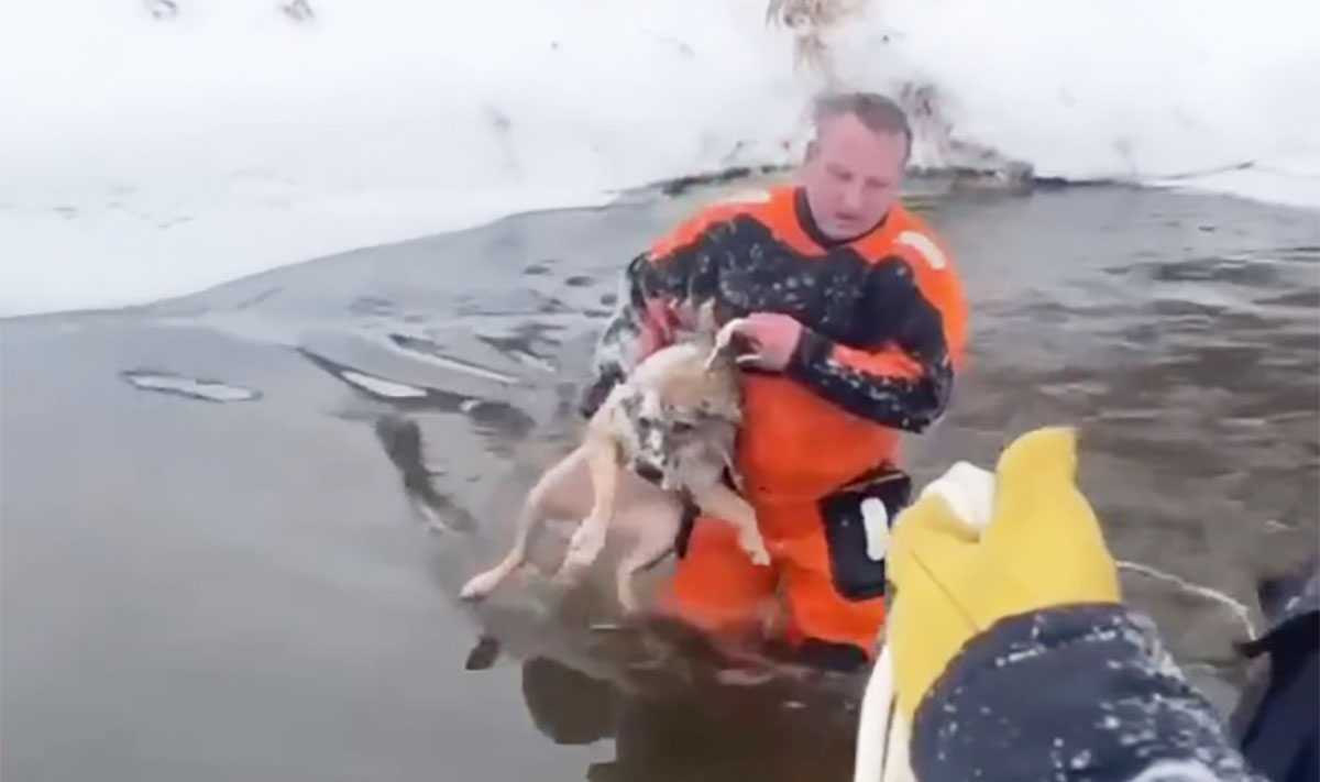 Ледяной пес. Собака на льду Графика.