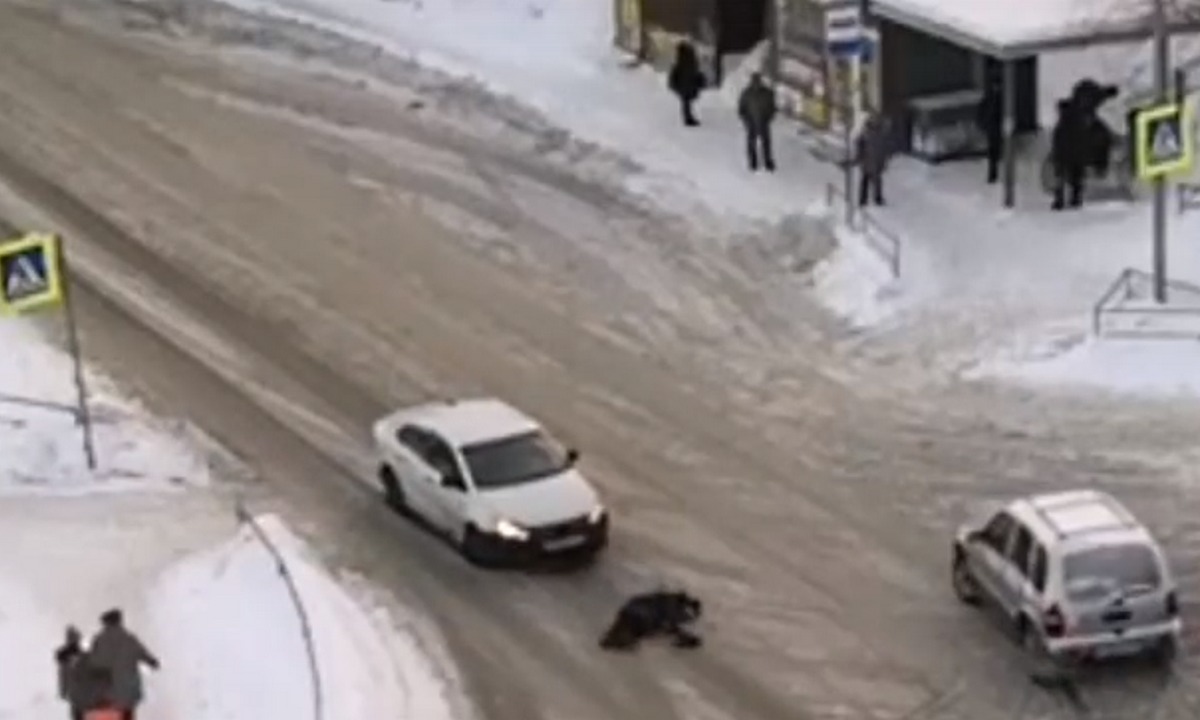 В Петрозаводске водитель сбил пенсионерку, уехал с места ДТП и напился |  19.12.2023 | Новости Петрозаводска - БезФормата