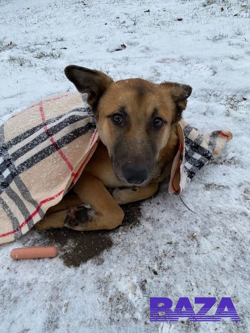 Хозяева нашли потерянную собаку через два года в другом городе