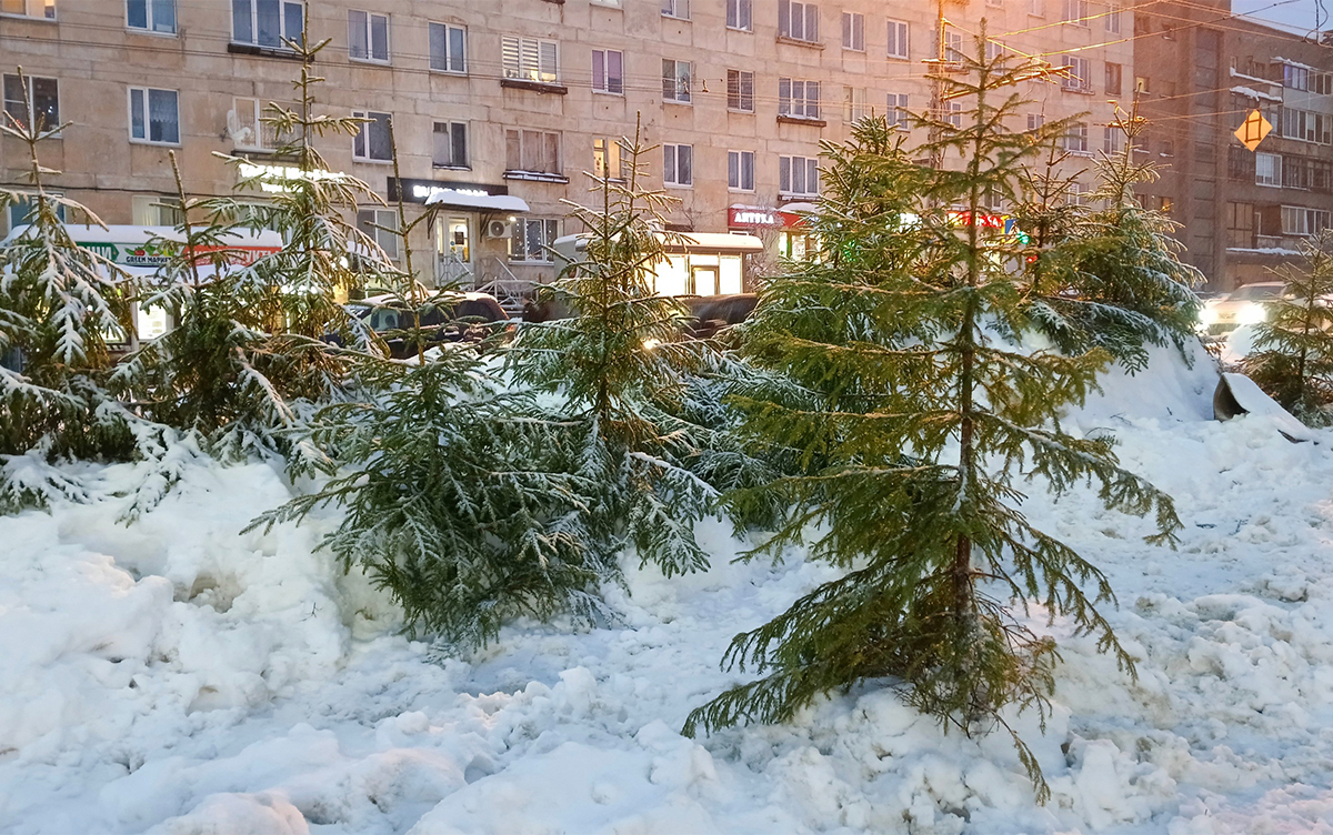 Жителям Петрозаводска рассказали, куда девать новогодние ели. Выбрасывать  на помойки их нельзя | 08.01.2024 | Новости Петрозаводска - БезФормата