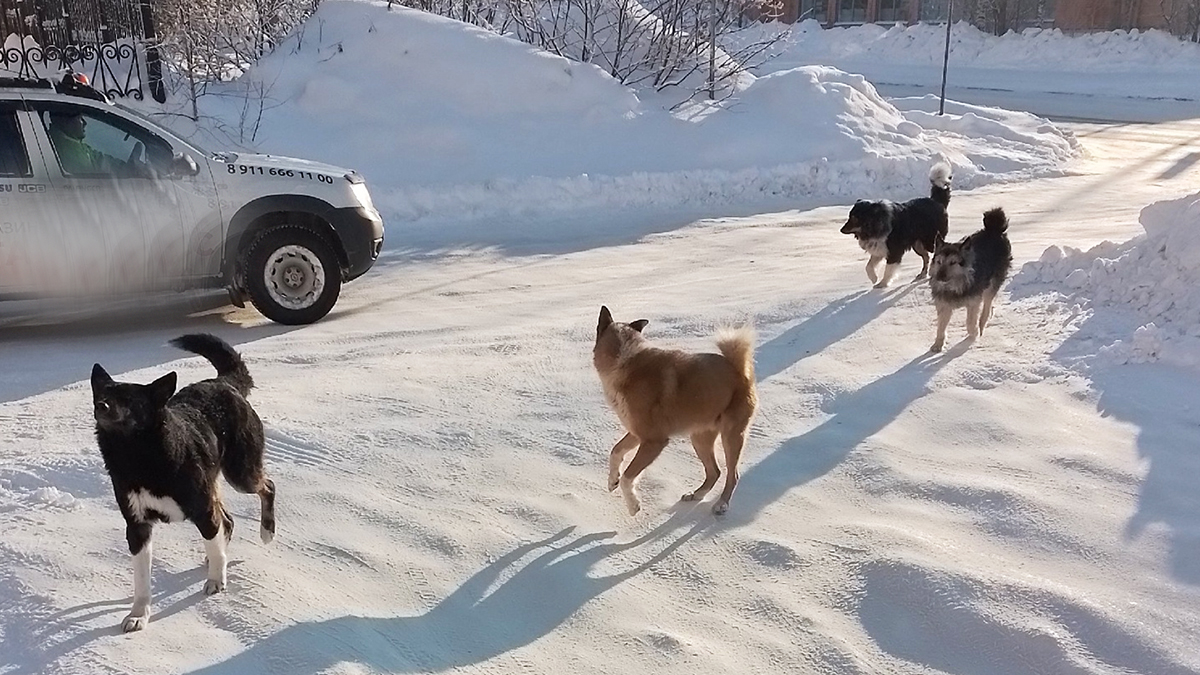 В Карелии стая собак накинулась на ребенка | 09.02.2024 | Новости  Петрозаводска - БезФормата