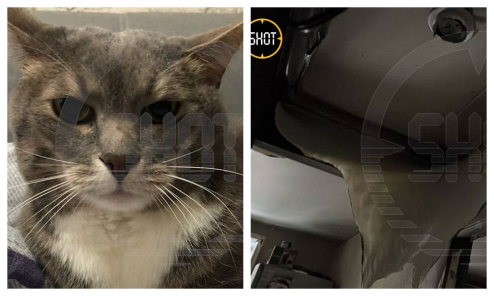 Без кота и жизнь не та картинки. Котики жизнь. Еженедельник без кота жизнь не та. Котики жизнь. Без кота и жизнь не та фото.