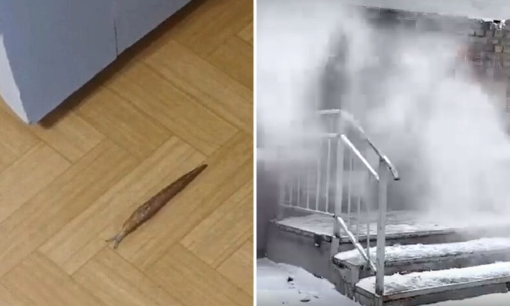 «Они огромные»: слизни заползли в квартиры пятиэтажки после потопа