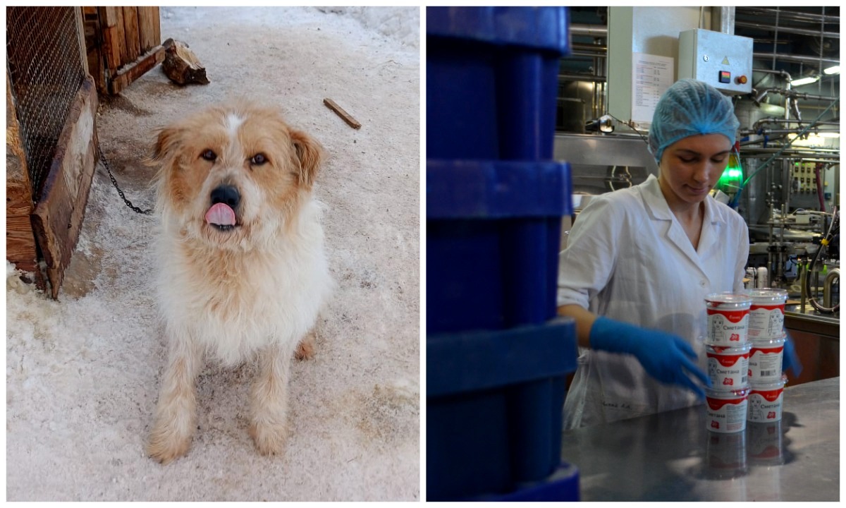 Волонтеры, спасающие животных в Суоярви, поддержали ОМК и «Олонию»!