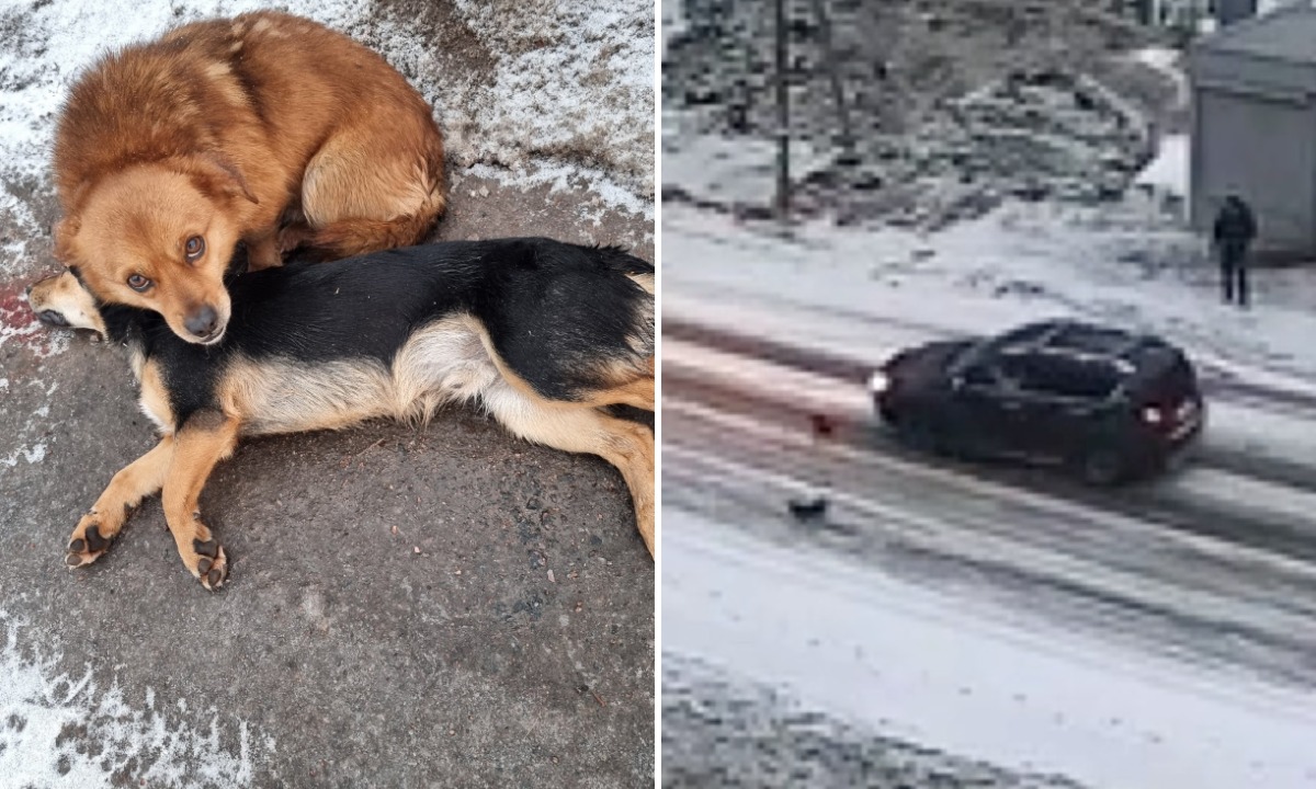 В Карелии машина сбила собаку: вторая сторожит ее тело на дороге