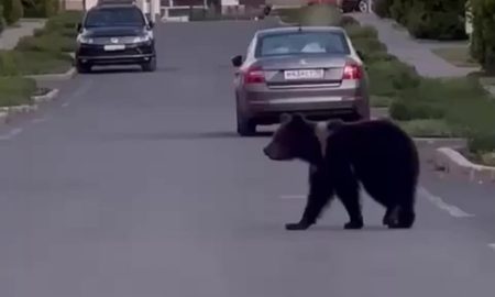 медведь Карелия