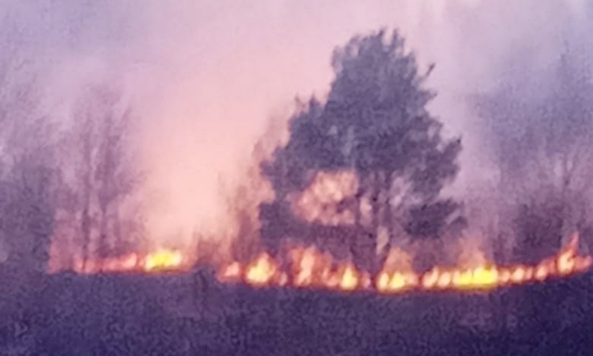 В Петрозаводске горело 10 соток леса