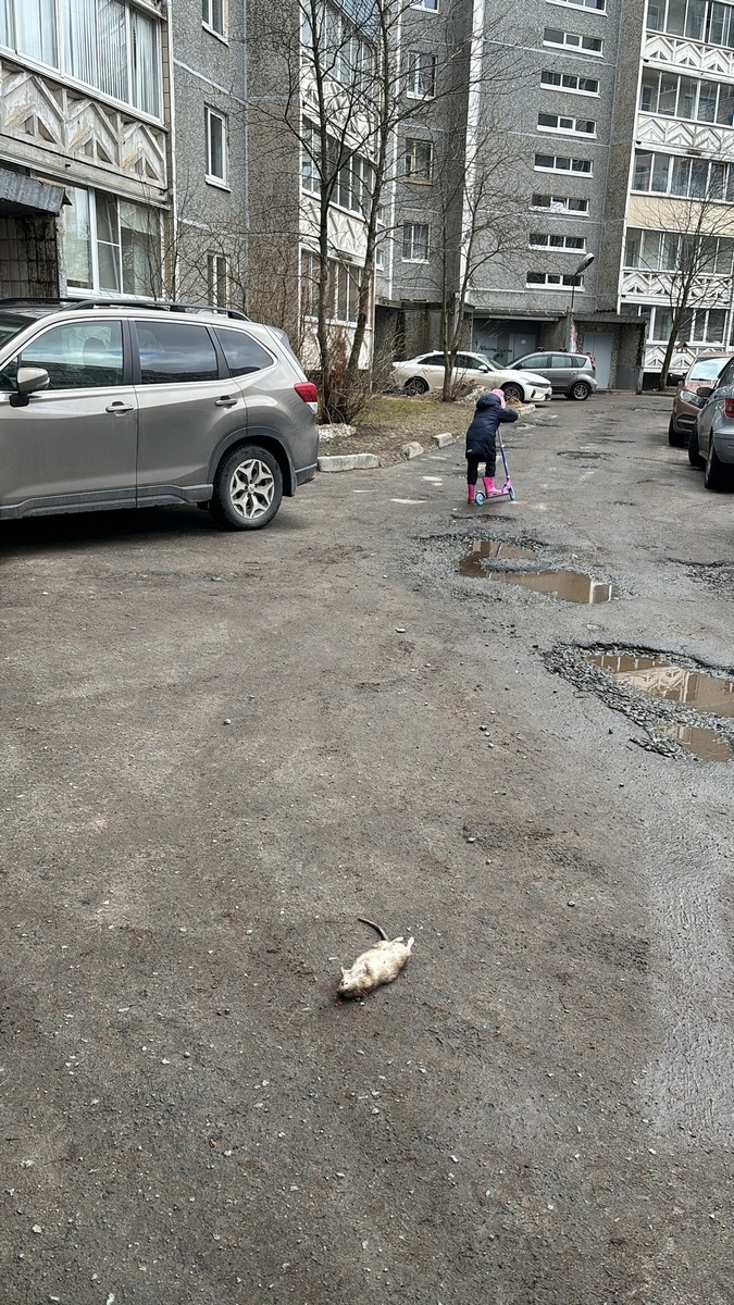 В Петрозаводске начинается масштабная борьба с крысами