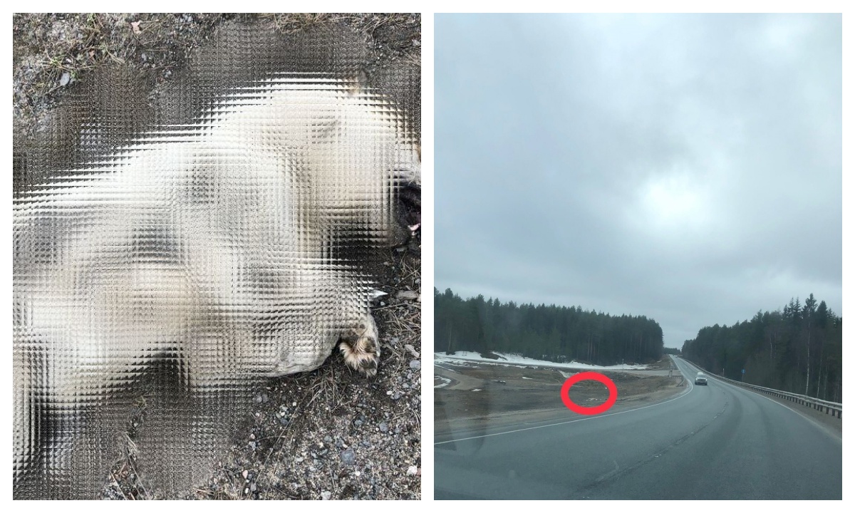 В карельском поселке нашли труп пса, жестоко убитого арматурой (18+)