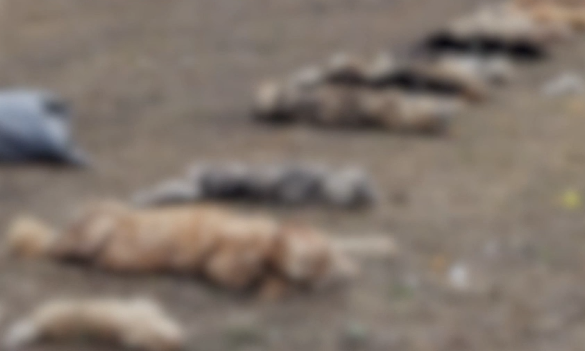 «Медленно и мучительно умирали на цепях». Туристы нашли 30 трупов собак (18+)