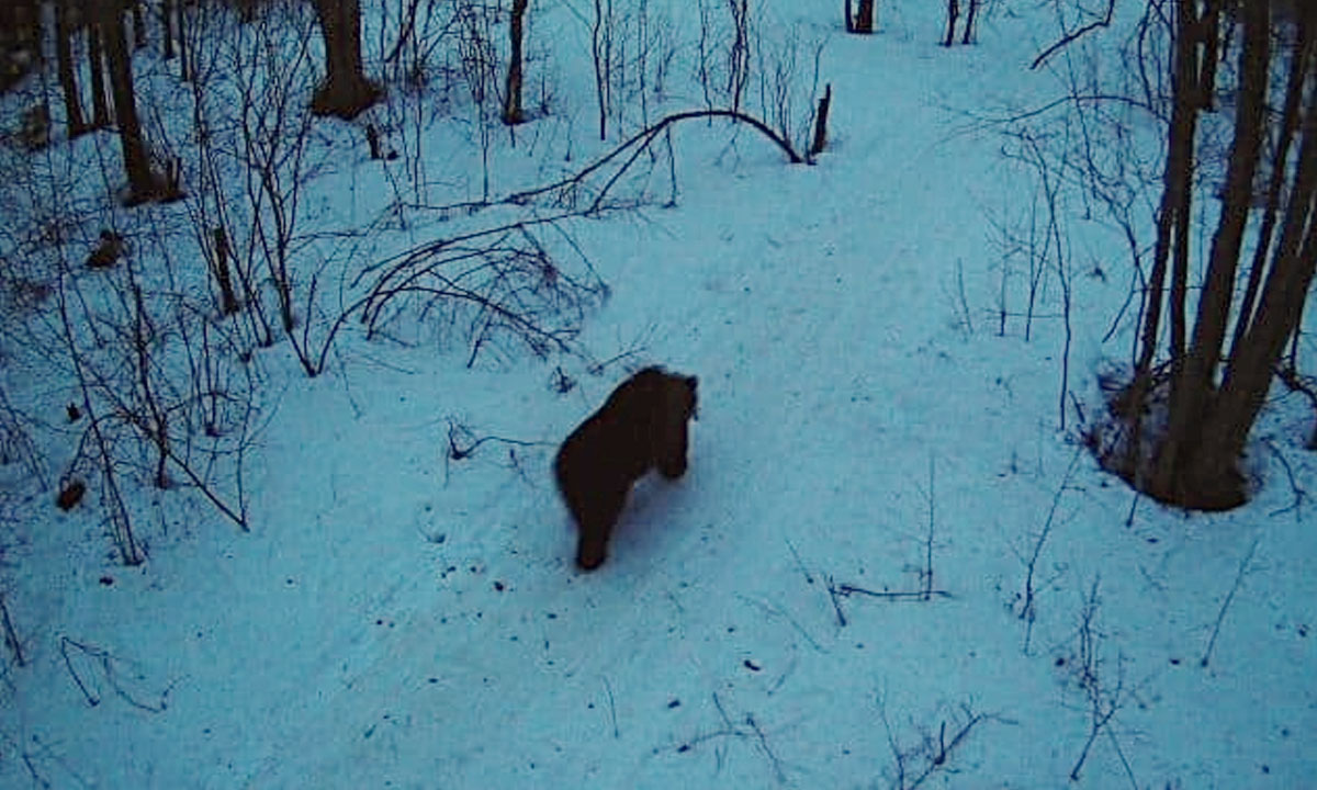 В Карелии проснулись медведи: один попался в фотоловушку