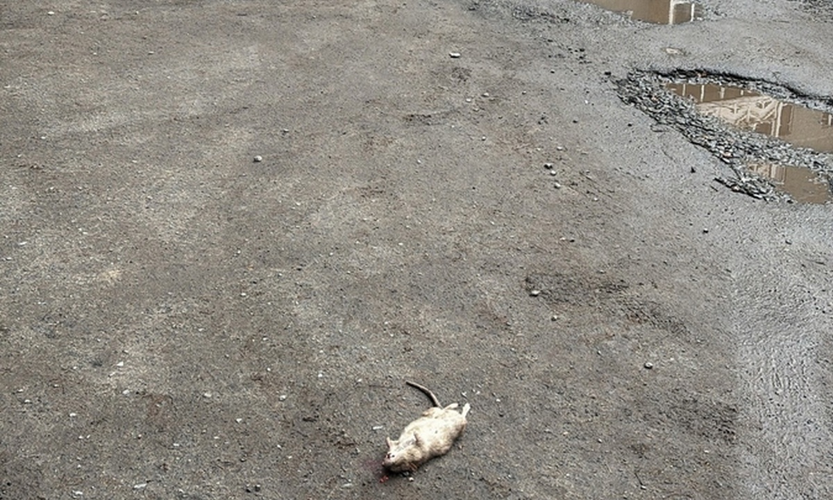 В Петрозаводске начинается масштабная борьба с крысами