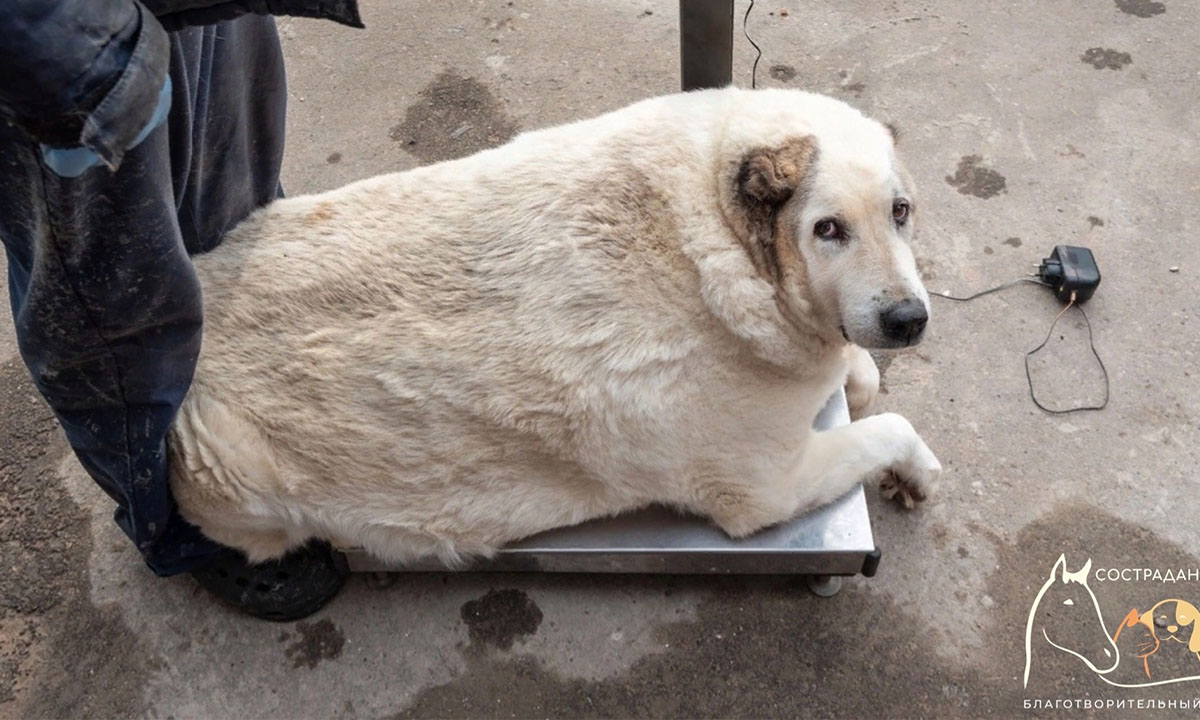 Пес Кругетс, которого раскормили до 100 килограммов, успешно похудел к лету