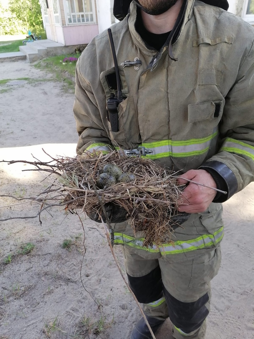 В Петрозаводске пожарные спасли от чаек детский сад