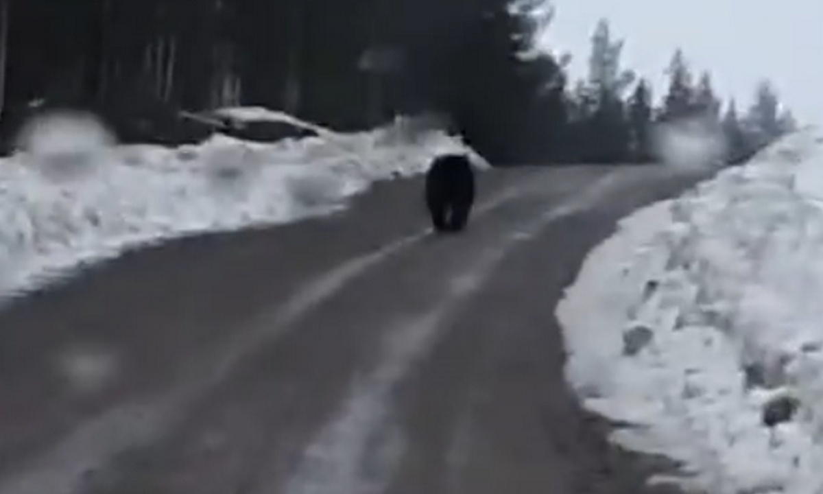 В Карелии проснувшиеся медведи бродят по дорогам