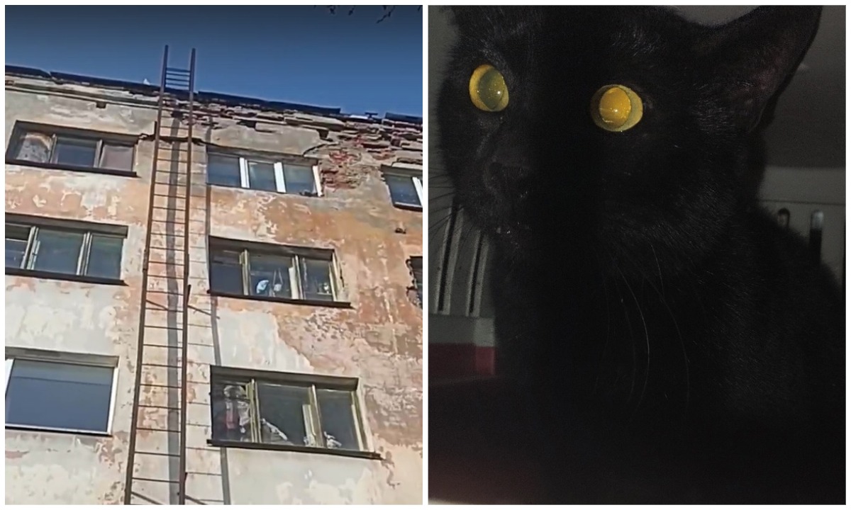 Женщина выбросила кота с четвертого этажа общежития в Карелии