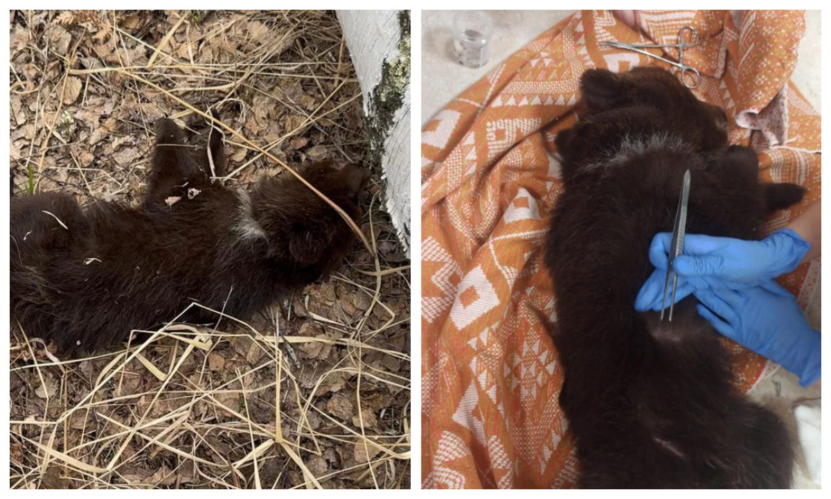 Девушки спасли умиравшего медвежонка, приняв его за щенка