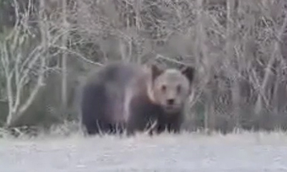 Медведь гуляет под Петрозаводском рядом с местом, где катаются дети