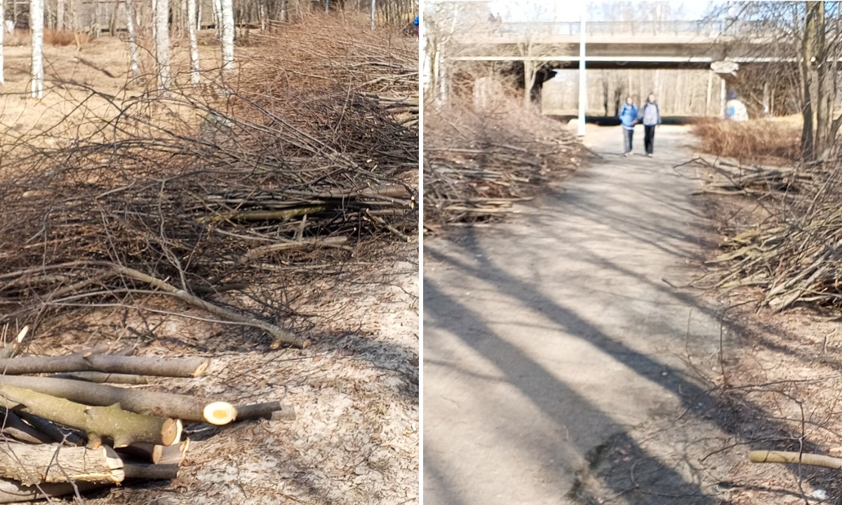 Чиновники объяснили, почему вырубили сотни деревьев в петрозаводском парке
