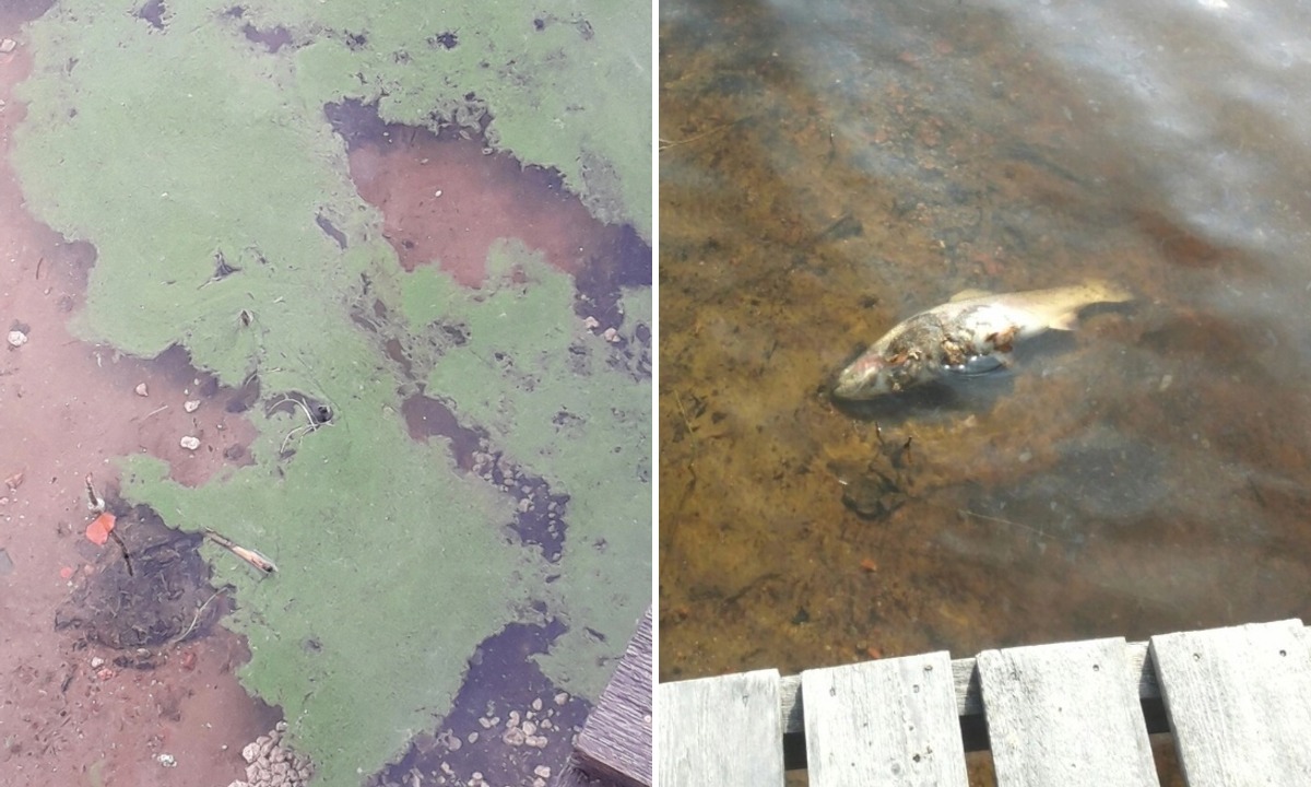 Озера в Карелии отдали форелеводам, несмотря на активные протесты местных жителей