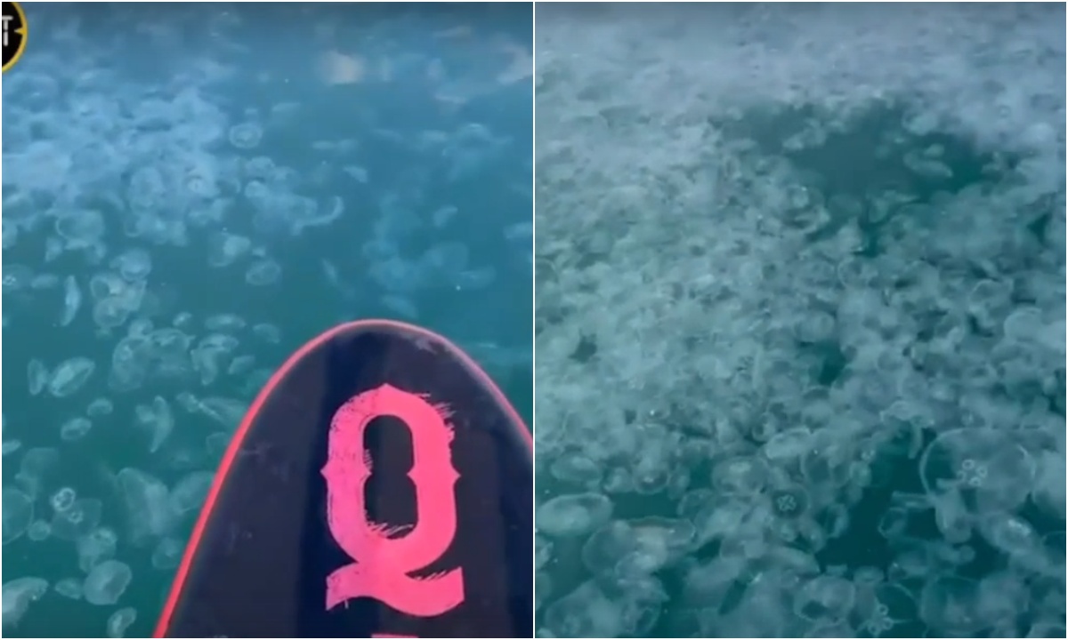 На российском курорте  нашествие медуз: купаться нельзя