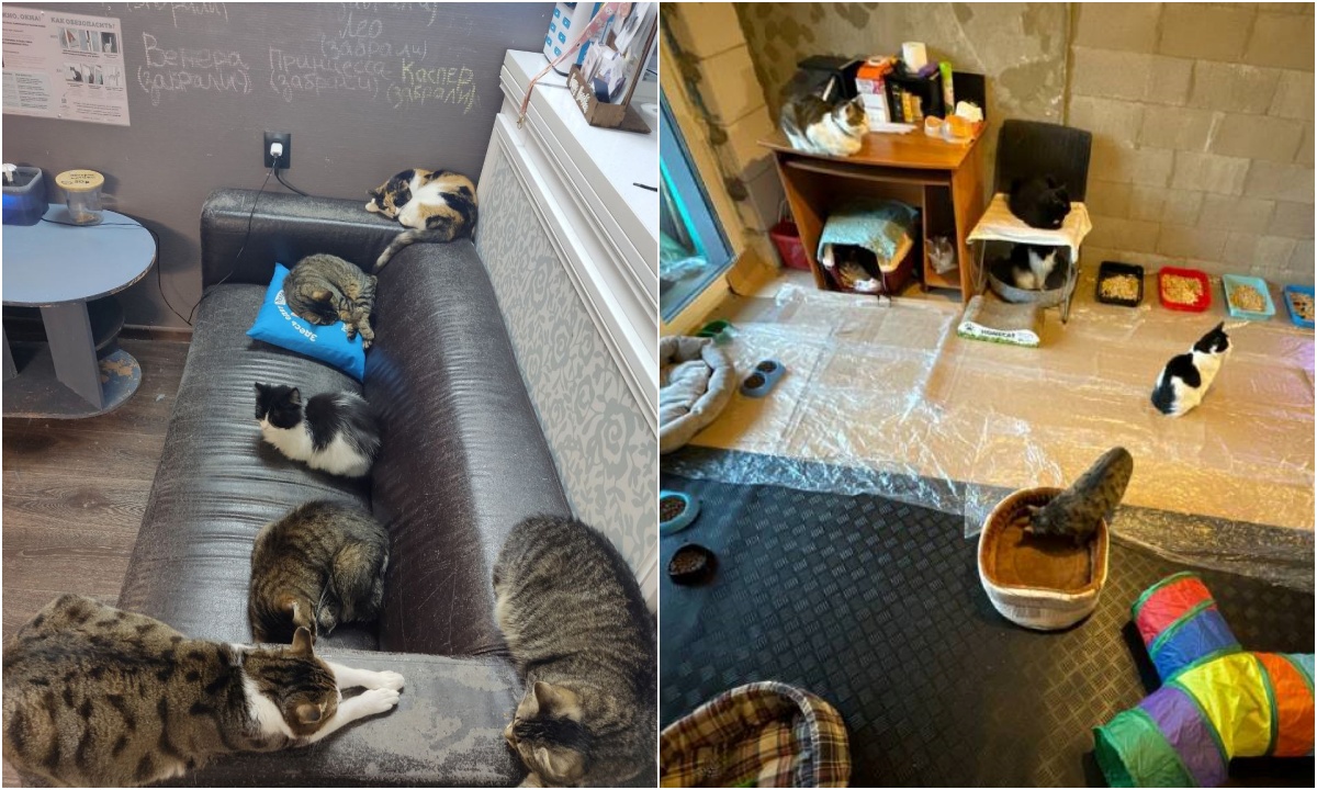 Из петербургского котокафе пропали все кошки: их выкрали сотрудники