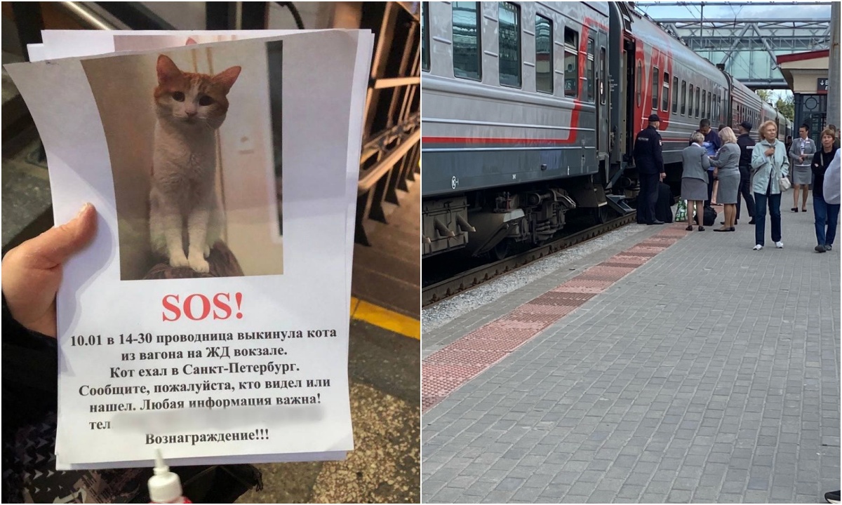 В билете на поезд можно указать породу и кличку животного | 31.05.2024 |  Новости Петрозаводска - БезФормата