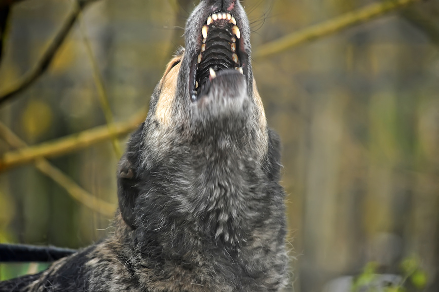 В Карелии волк утащил с цепи домашнюю собаку