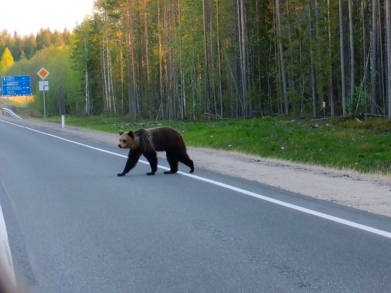 В Карелии медведи массово выходят на трассы | 29.05.2024 | Новости  Петрозаводска - БезФормата