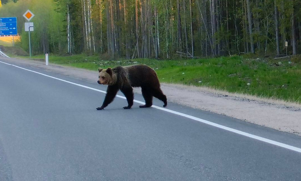 В Карелии медведи массово выходят на трассы | 29.05.2024 | Новости  Петрозаводска - БезФормата