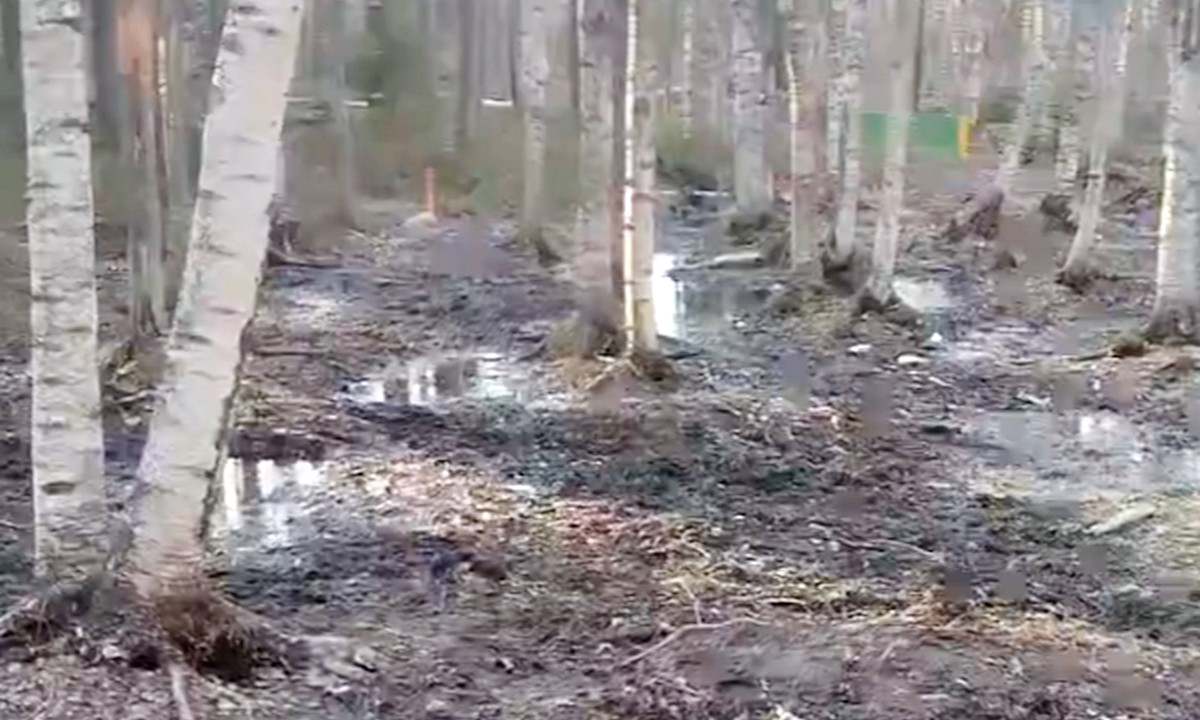«Сырость и грязь»: площадка для выгула собак в Петрозаводске в чудовищном состоянии