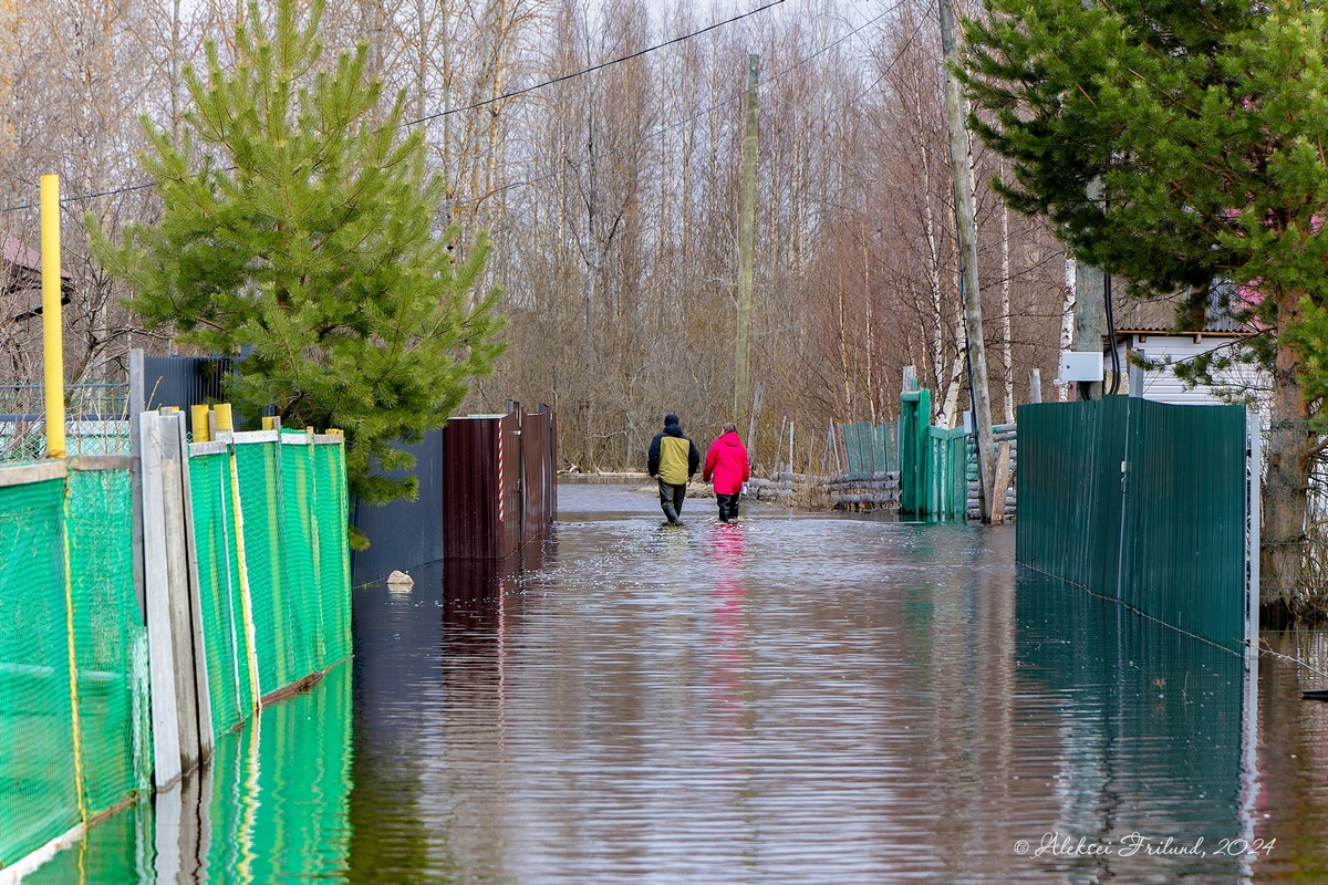 Разводят руками». Затоплен СНТ под Петрозаводском: вода уже зашла в дома |  06.05.2024 | Новости Петрозаводска - БезФормата