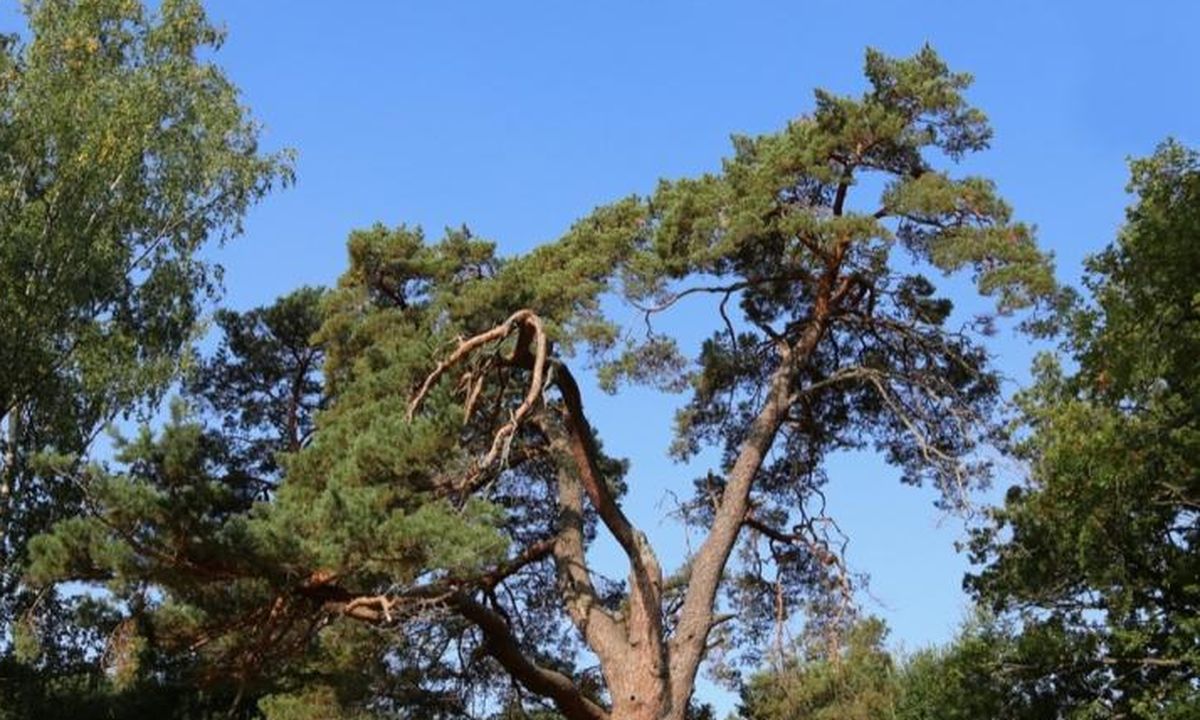 Карельская сосна вырвалась в топ конкурса удивительных деревьев