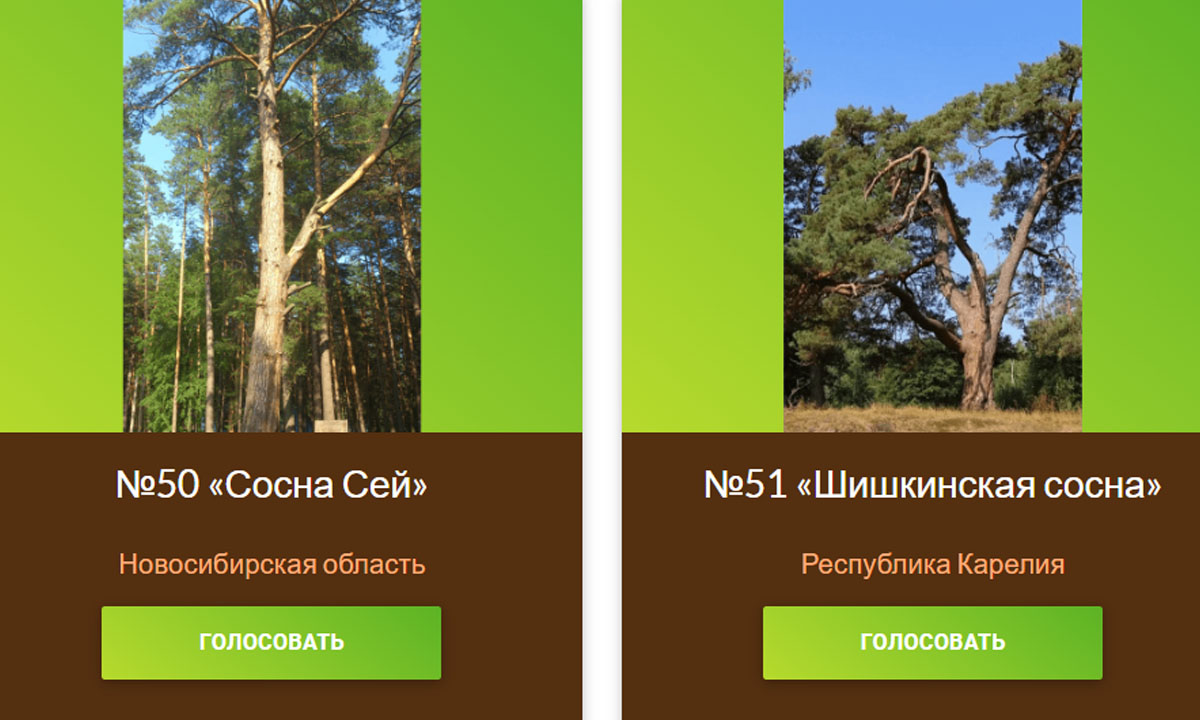 Карельская сосна вырвалась в топ конкурса удивительных деревьев