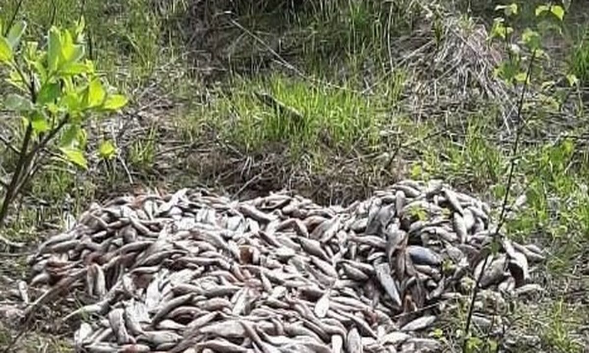 Гниющую кучу рыбы нашли дачники в лесу под Петрозаводском