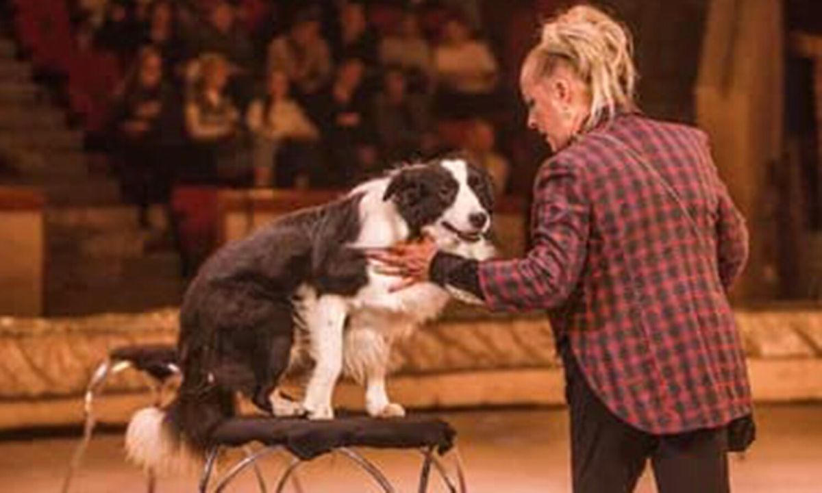 Из цирка уволили 15 собак: теперь им нужен новый дом